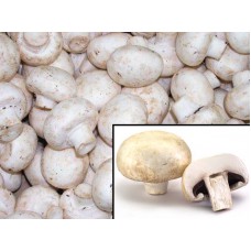 Funghi Champignon 1 KG